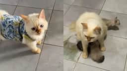 Gato que cuidava de filhotes órfãos em abrigo é adotado, mas adoece de saudades