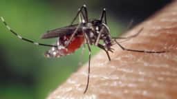 Surto de dengue persiste, e Santarém prorroga emergência após 1.091 casos e seis mortes