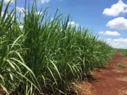 Chuvas atrasam moagem de cana e elevam preço do etanol em até 2,63% em SP