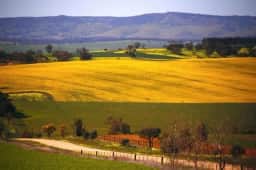 Empresa chinesa compra 68 mil toneladas de canola australiana após anos de embargo