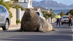 Elefante-marinho de 2 toneladas se afasta mais de 1 km do mar e para o trânsito em Gordons Bay