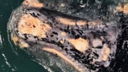 Filhote de baleia-franca apelidado de “dálmata do oceano” é flagrado em Garopaba, em SC