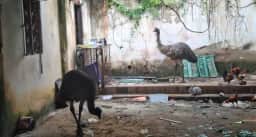 Emus australianos que fugiram em Campo Grande são resgatados e levados ao zoológico do Rio