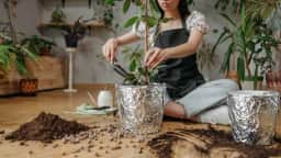 Papel alumínio no vaso resolve falta de luz e umidade em plantas