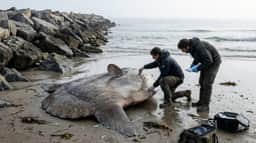 Apesar da tentativa de banhistas de levá-lo ao mar, peixe-lua de 400 kg morre em praia italiana