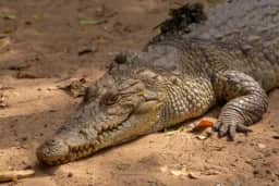 Dinossauros sumiram, crocodilos ficaram: refúgio perto do Equador pode explicar a sobrevivência