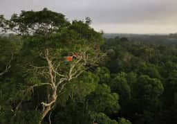 Desmatamento cai 41,8% na Amazônia e 23,8% no Cerrado em 2026