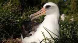 Wisdom, albatroz de 75 anos, volta a Midway com o macho EX25 e já tem até 36 filhotes estimados